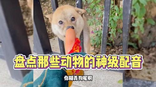 搞笑动物配音1,萌宠们的欢乐喜剧秀